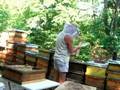 Bienenwerkstatt