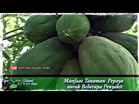 Obat Herbal Untuk Menyembuhkan Muntaber Tradisional Tanaman