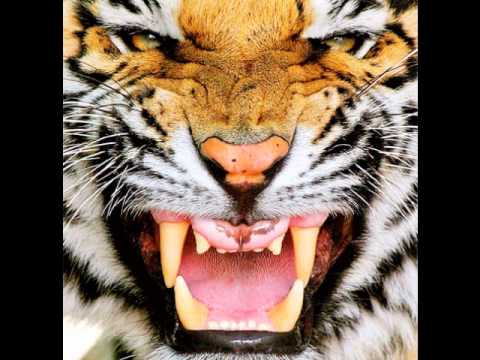 tiger growl sound effect