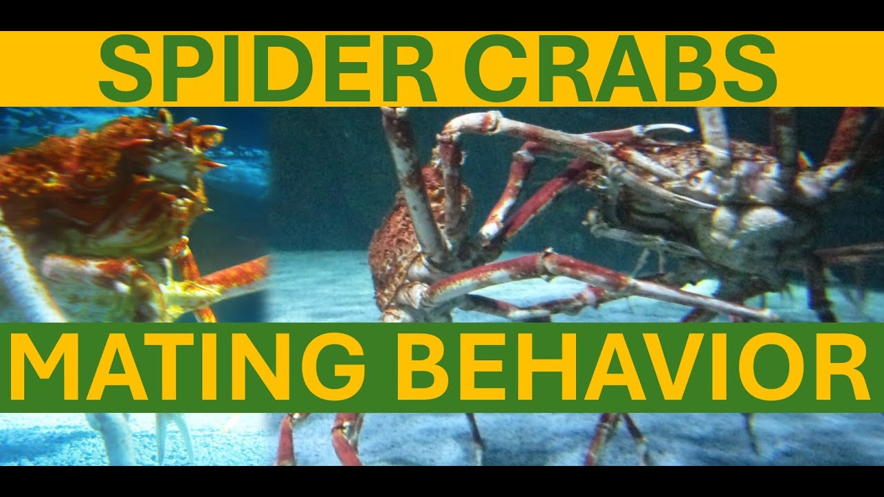 blue crab male vs female blue crab male vs female