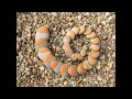 LandArt Movie Creations in Nature 2011