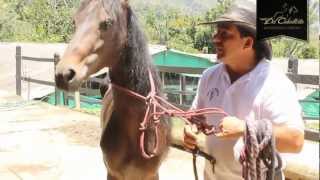 Cabezal Sierra Horse Halter especial para corrección de problemas - www.delcaballista.com (HD)