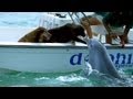 Un dauphin embrasse un chien