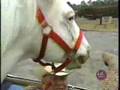Patches The Coolest Horse - Youtube