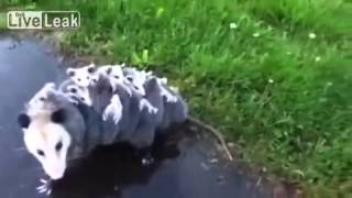 Opossum Carries 15 Babies