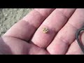 Gold Nugget Hunting with nvchris