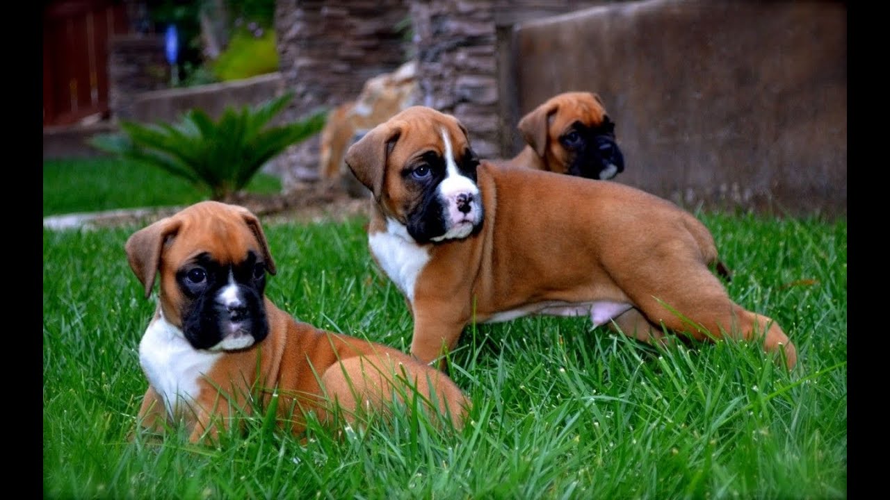 boxer puppies for sale near me craigslist   Online Discount Shop ...