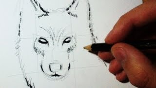 Comment dessiner un loup - Croquis Face/Profil [Tuto]