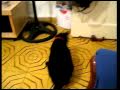 paranormal activi-cat