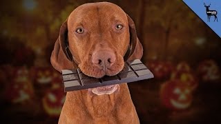 Chocolate Can Kill Your Dog