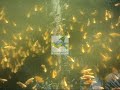 Anna Aqua Pets - Ornamental fish farm in Kottat - Chalakudy - Thrissur DT- Kerala -India