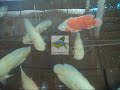 Anna Aqua Pets - Ornamental fish farm in Kottat - Chalakudy - Thrissur DT- Kerala -India