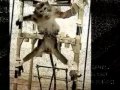 animaux maltraités pour le plaisir des êtres humains .....LA HONTE !!!!!!
