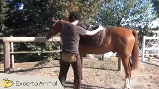 Hípica: Como ensillar un caballo fuera del box