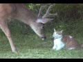 Snuggles the Cat Meets Deer