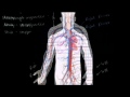 Sistem 
Sirkulasi Darah dan Jantung