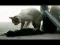 Кот пытается воскресить кошку (cat revives cat)