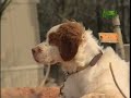 Breed All About It - Brittany Spaniel