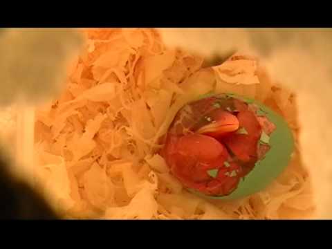 Incubating baby robin egg hatching! Peeping-Hatching-First hour of 