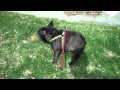 Funny Animals: These dogs are some Funny Animals