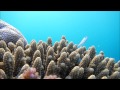 Poissons de corail 