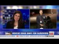 Rescue dogs help find storm survivors