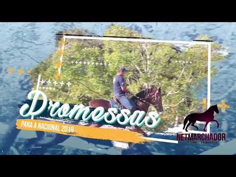 PROMESSAS DA NACIONAL - LÚCIDO DA FIGUEIRA - MANGALARGA MARCHADOR HD