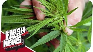 Legales Marihuana & Homosexualität wird verboten - FLASH NEWS