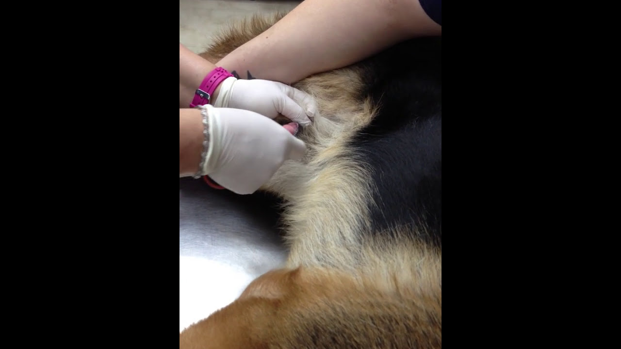 Urinary Catheter in a Dog YouTube
