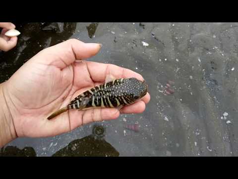 ❎ Funny Sounds of Puffer Fish - Bắt Cá Nóc ở Cần Giờ ( HCM ) - Puffer fish: 18-06-2015