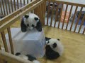 Escaping Baby Pandas