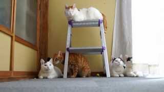 131009 脚立　Cat and stepladder