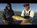 iPerch - Basic Trophy Perch Attack - Uncut Angling - January 6, 2013