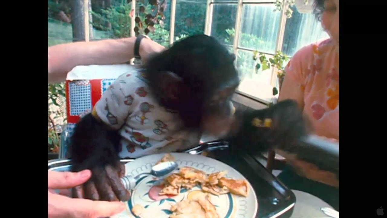project nim trailer Condensed trailer for the documentary project nim docu tells the story of a chimpanzee taken from its mother at birth and raised like a human child by a. project nim trailer Condensed trailer for the documentary project nim docu tells the story of a chimpanzee taken from its mother at birth and raised like a human child by a.