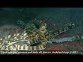Biodiversity: Fish stories- Mimic Octopus and Jawfish