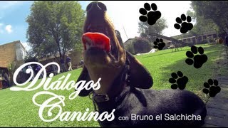 Diálogos Caninos con Bruno el Salchicha - Día de Entrenamiento