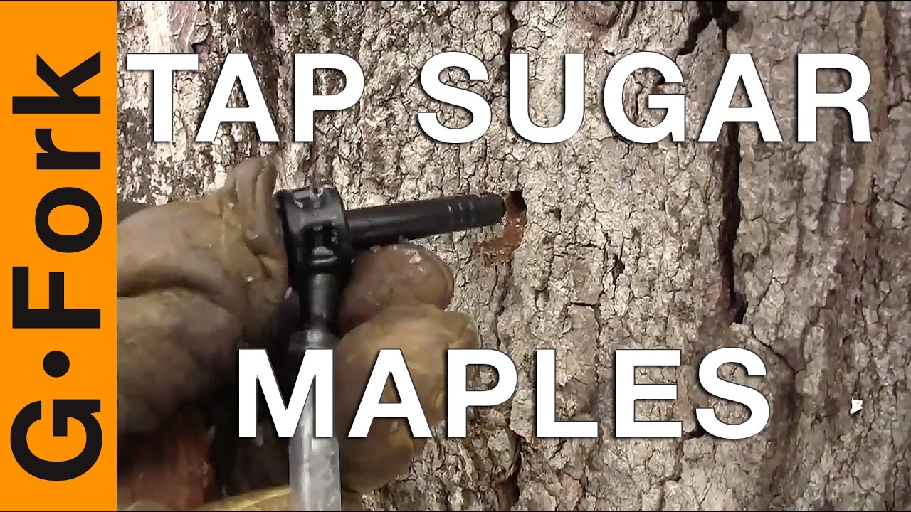 DIY tapping maple trees for maple syrup GardenFork.TV YouTube