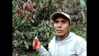 Cultivo de Cacao en Caranavi