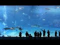 Kuroshio Sea - 2nd largest aquarium tank in the world - (Please Don't Go by Barcelona)