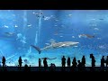 Kuroshio Sea - 2nd largest aquarium tank in the world - (Please Don't Go by Barcelona)