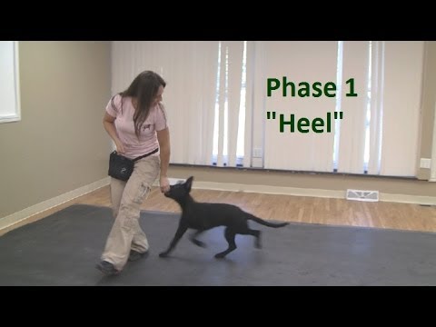 Trained To Heel [1993 Video]
