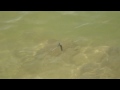 Thumbnail 3 for Fishing Lures & Baits : How To Fish Using A Jerk Bait Thumbnail 3 for Fishing Lures & Baits : How To Fish Using A Jerk Bait