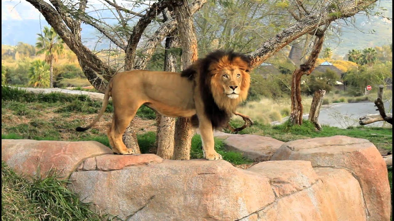 Lions Roaring at the San Diego Wild Animal Park - YouTube