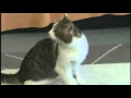 Tabby takes on Downing Street rats