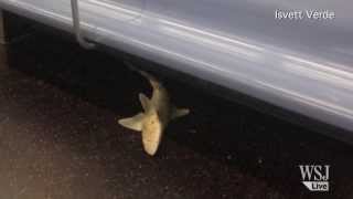 Dead Shark Found in New York Subway Car