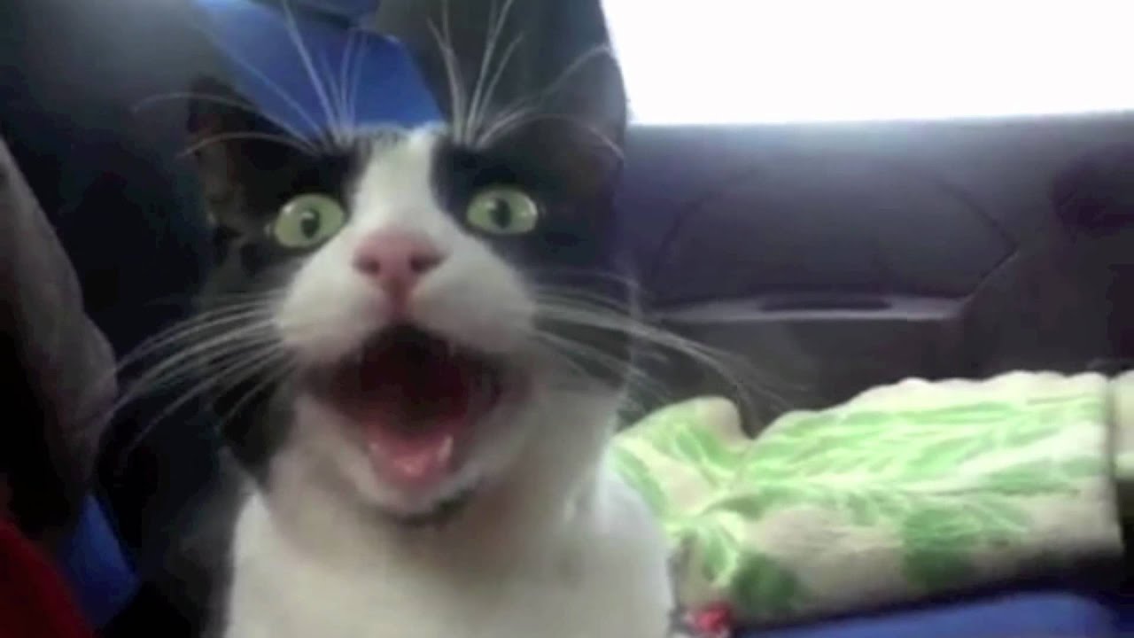 Top 25 Funniest Cat Videos!!! D YouTube
