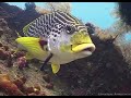 Diving in Bali (720p)