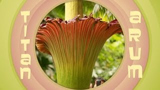 The chemistry of the corpse flower's stink - Bytesize Science