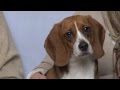 STOP VIVISECTION (English)
