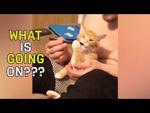 Ice Cream Fails, Weird Birds and MORE??? | Funny Compilation Video